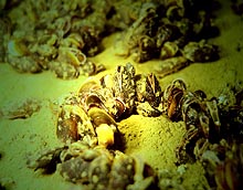 Muscheln auf dem Meersgrund