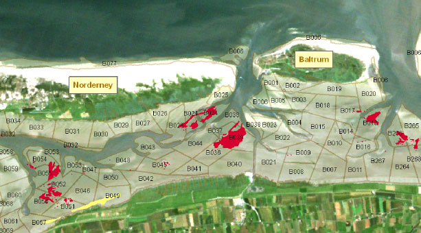 Calibration of  habitat mapping data with monitoring data (blue mussel - red and seaweed - yellow)