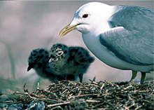 Sea gull with chicks