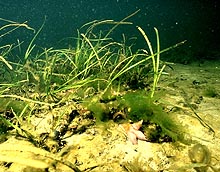 sea grass